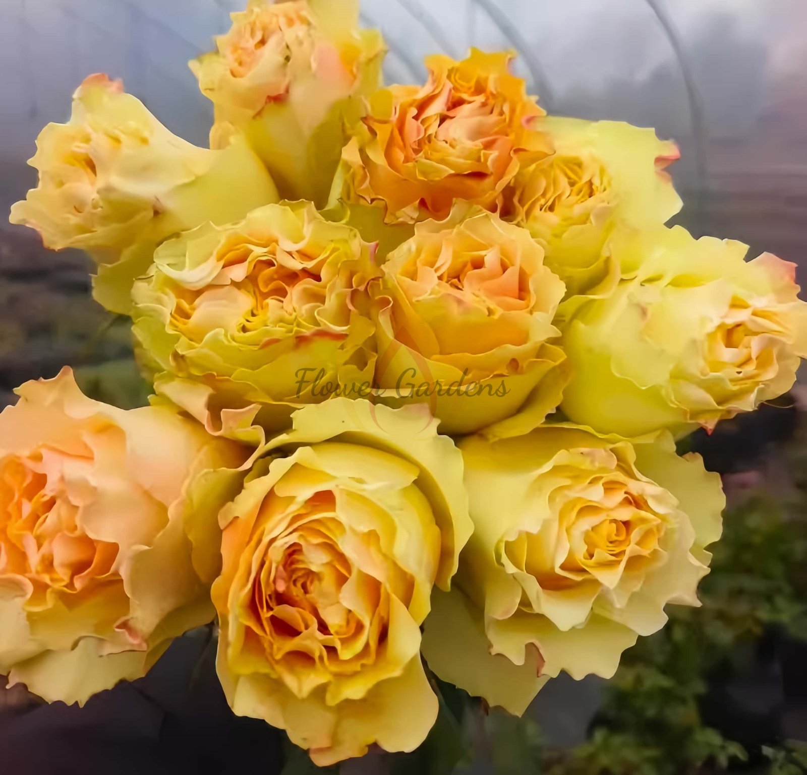 Crean CarpeDiem Rose丨Flower Gardens