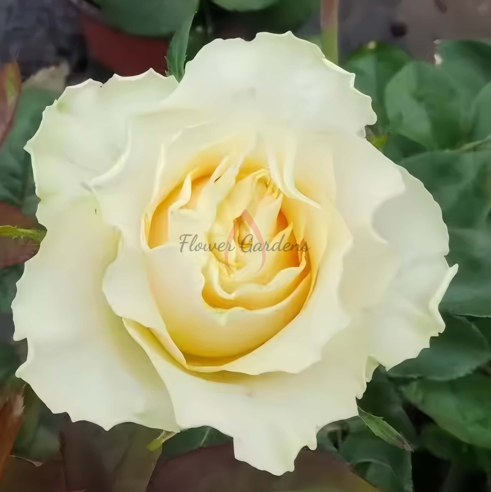 Crean CarpeDiem Rose plant丨Flower Gardens