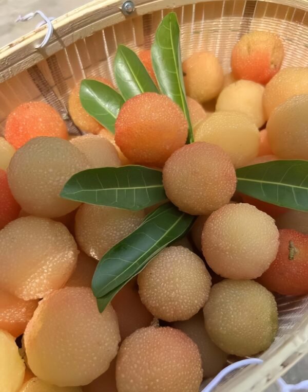 Crystal Waxberry Tree Plant丨Flower Gardens