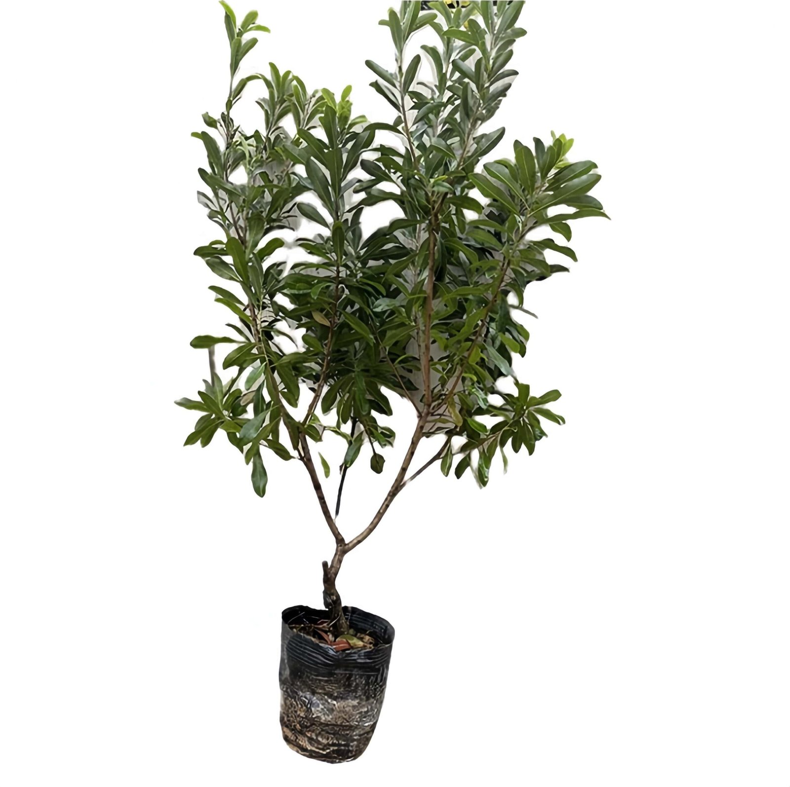 Crystal Waxberry Tree for sale丨Flower Gardens