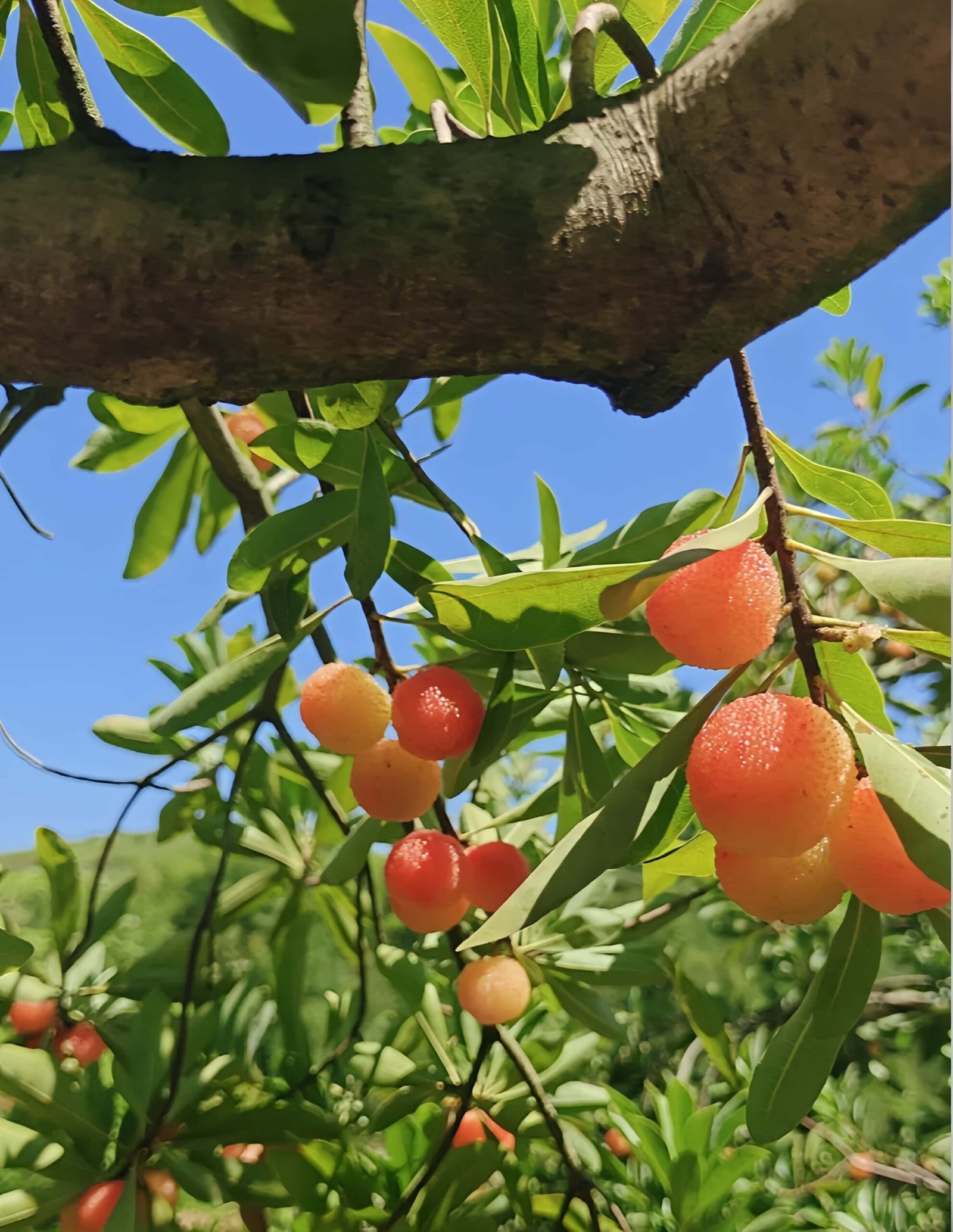 Crystal Waxberry Tree 丨Flower Gardens