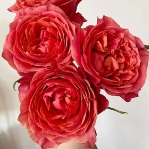 Dark X-pression Rose for sale丨Flower Gardens