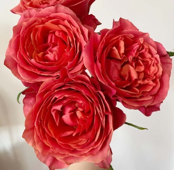 Dark X-pression Rose for sale丨Flower Gardens