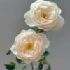 Desdemona Rose for sale丨Flower Gardens