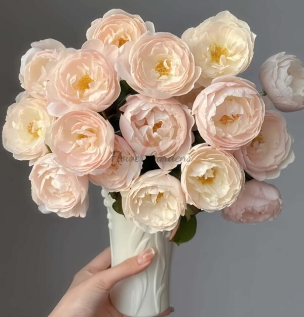 Desdemona Rose丨Flower Gardens