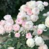 Desdemona Rose plant丨Flower Gardens