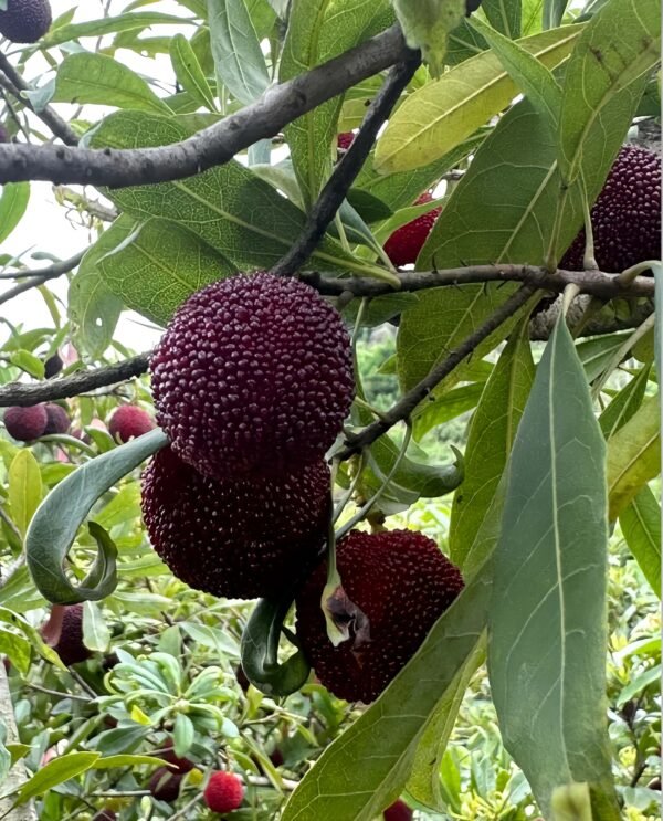 Ding-ao Waxberry Tree Plant丨Flower Gardens