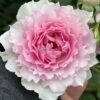 Doniazade Rose plant丨Flower Gardens