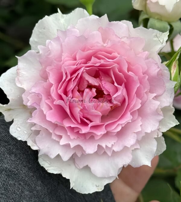 Doniazade Rose plant丨Flower Gardens