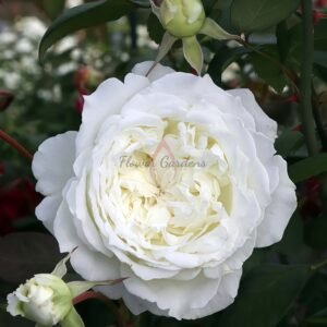 Dressy Rose丨Flower Gardens