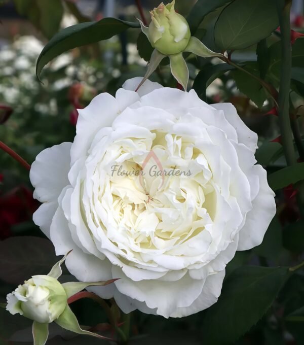 Dressy Rose丨Flower Gardens