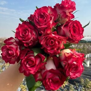 Ducati Rose for sale丨Flower Gardens