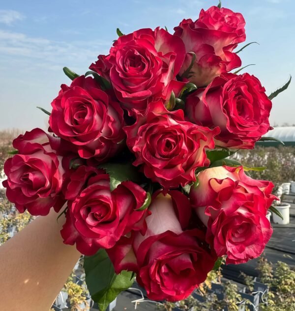 Ducati Rose for sale丨Flower Gardens