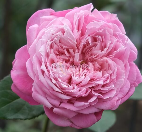 Ehon no Bara Rose丨Flower Gardens