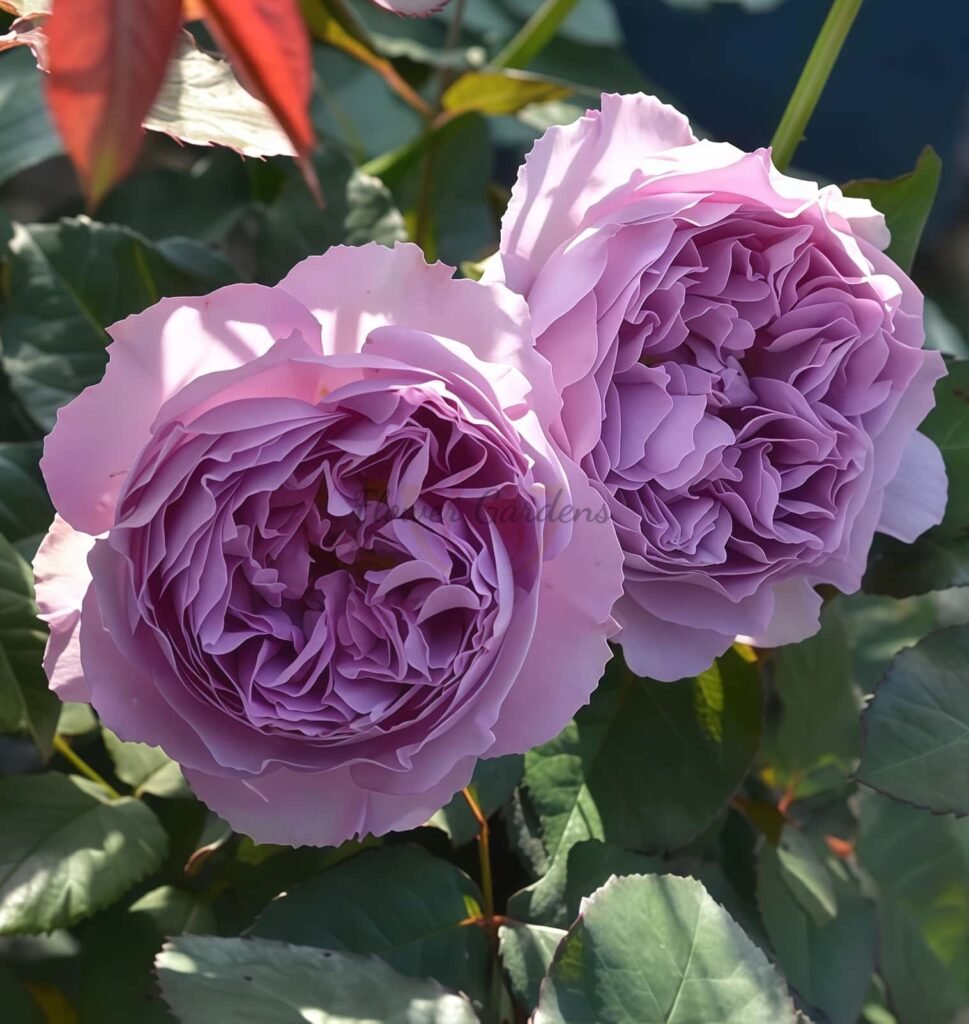 Liesbeth Roses Elisabeth Rose Plant|伊丽莎白