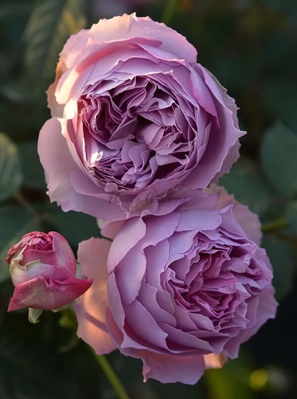 Elisabeth Rose丨Flower Gardens