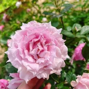 Elixir Rose plant丨Flower Gardens