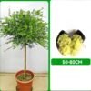 Emerald Finger Lime Tree Plant for sale丨Flower Gardens