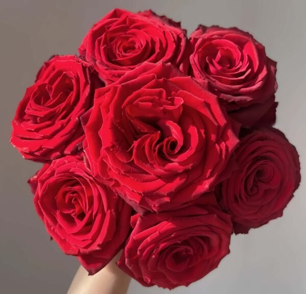 Emperor Rose丨Flower Gardens