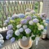 Endless Summer Hydrangeas丨Flower Gardens