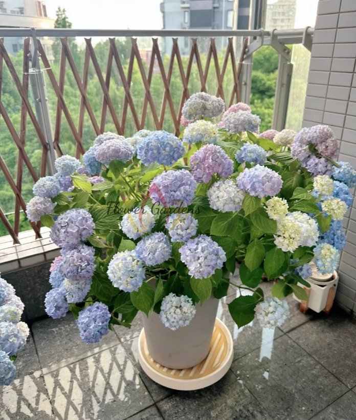 Endless Summer Hydrangeas丨Flower Gardens