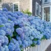 Endless Summer Hydrangea丨Flower Gardens