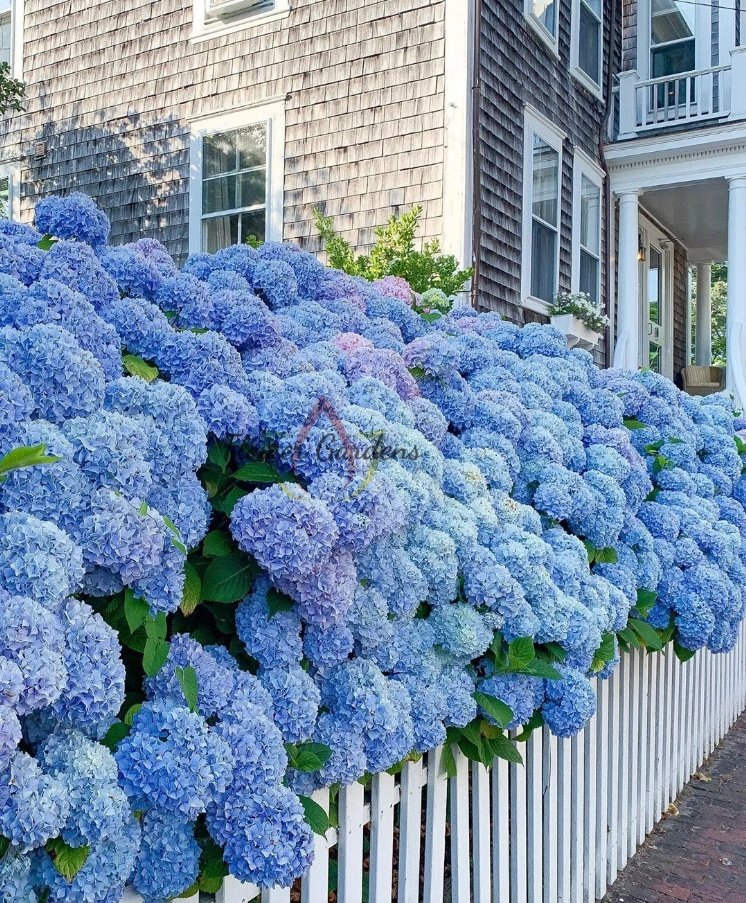 Endless Summer Hydrangea丨Flower Gardens