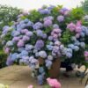 Endless Summer Hydrangea for sale丨Flower Gardens