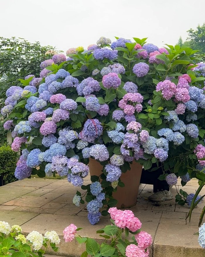 Endless Summer Hydrangea for sale丨Flower Gardens