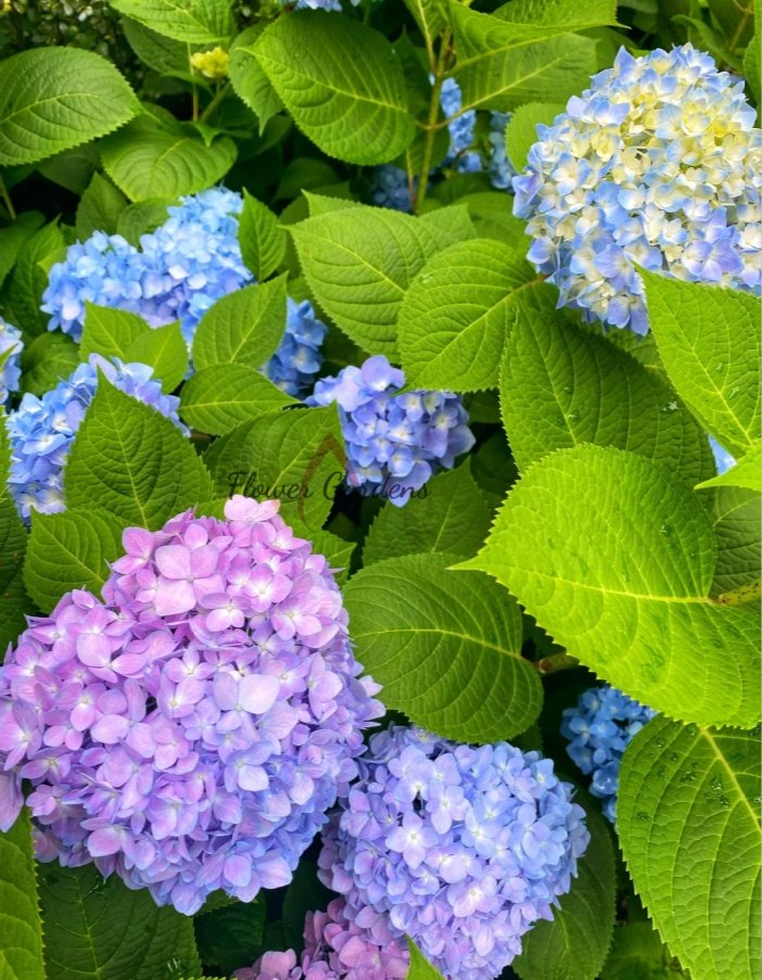 Endless Summer Hydrangea丨Flower Gardens