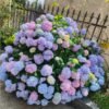 Endless Summer Hydrangea Plant丨Flower Gardens