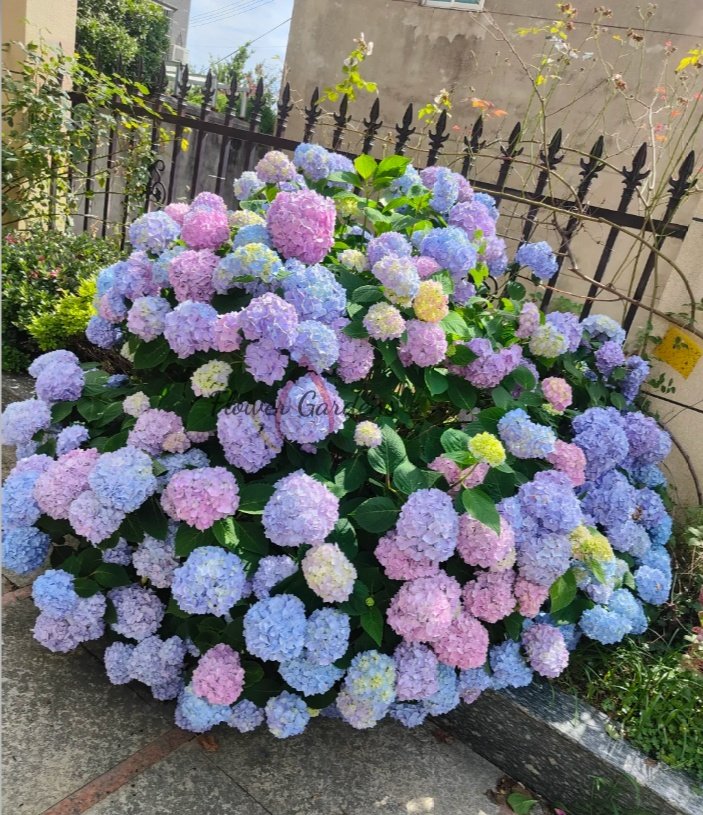 Endless Summer Hydrangea Plant丨Flower Gardens