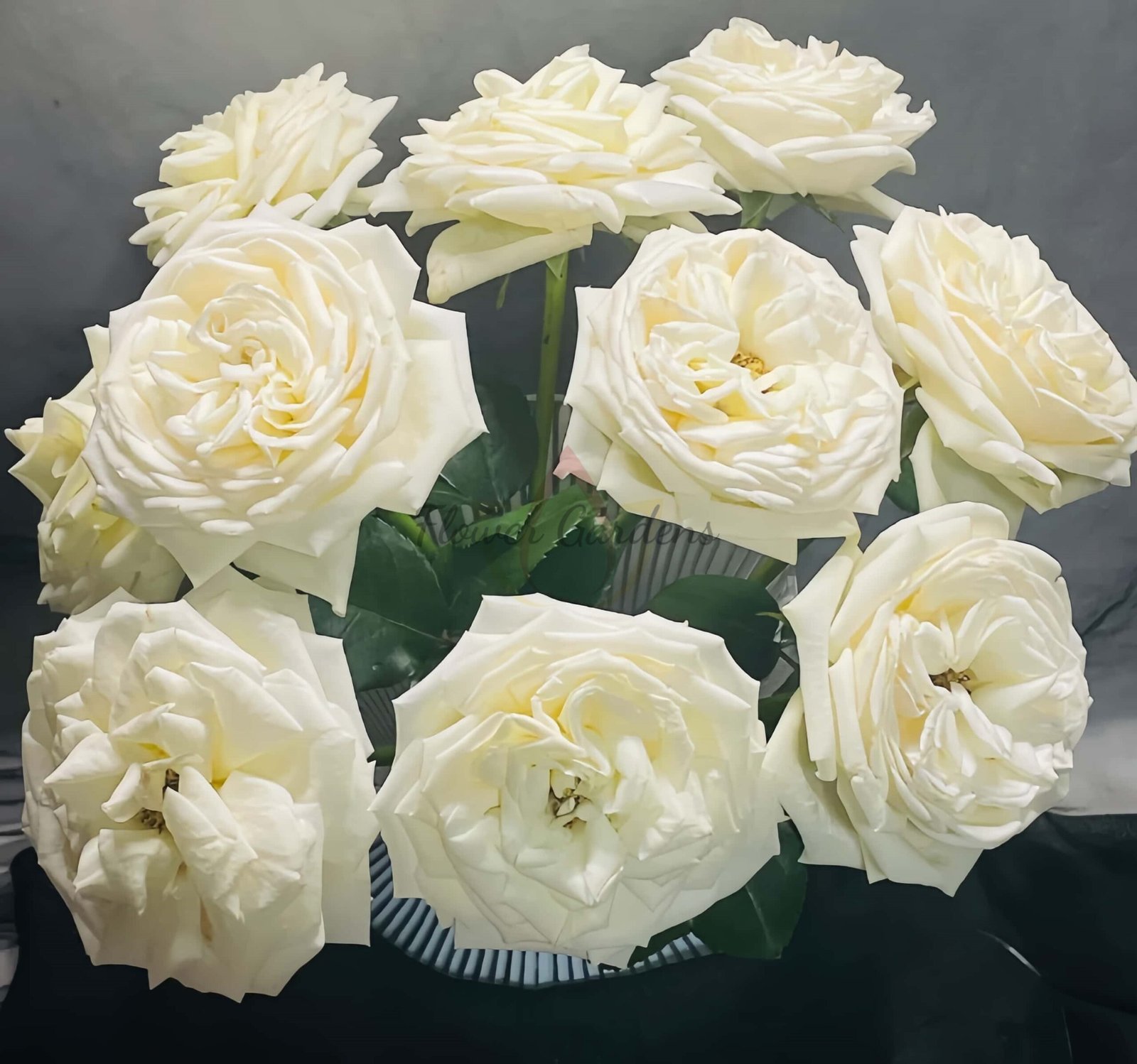 Ephilia Rose丨Flower Gardens