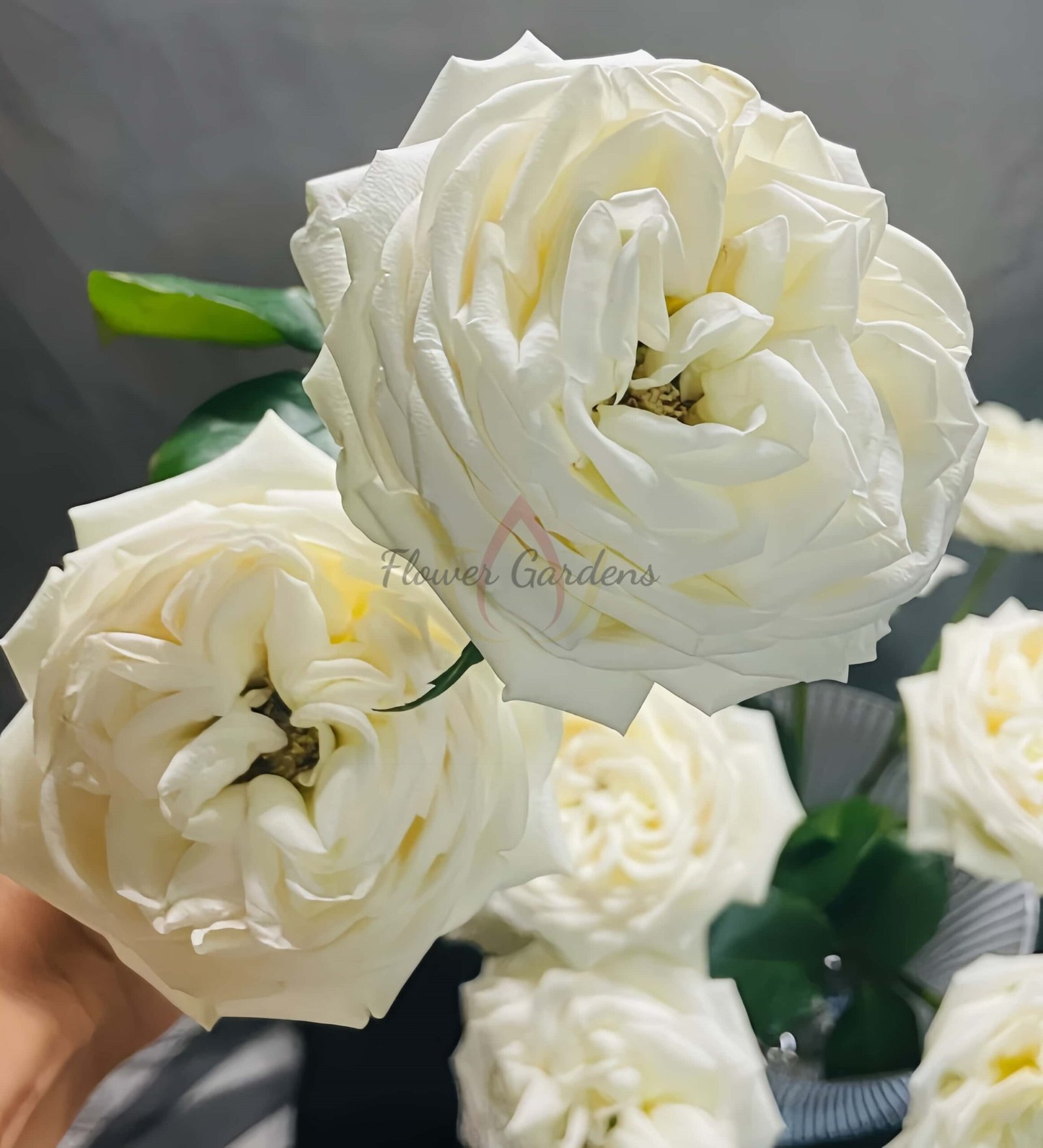 Ephilia Rose for sale丨Flower Gardens