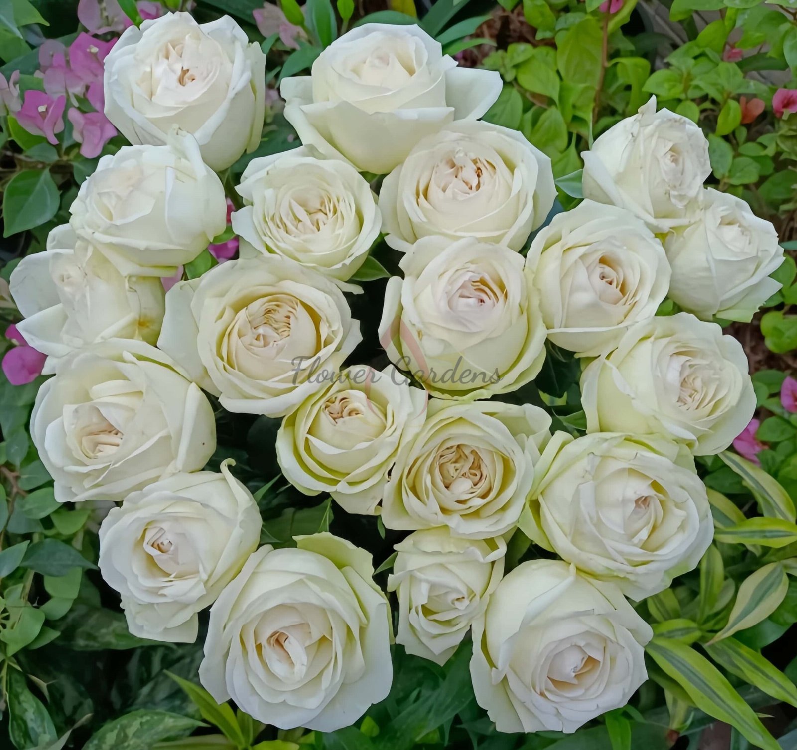 Ephilia Rose丨Flower Gardens