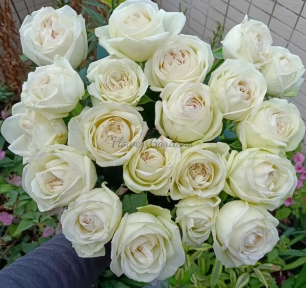 Ephilia Rose plant丨Flower Gardens