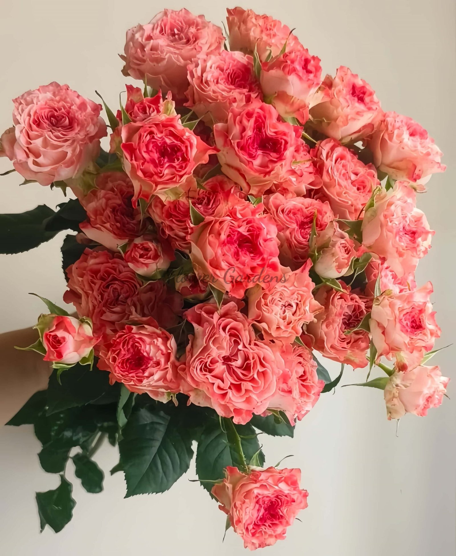 FAlr Flow Rose丨Flower Gardens