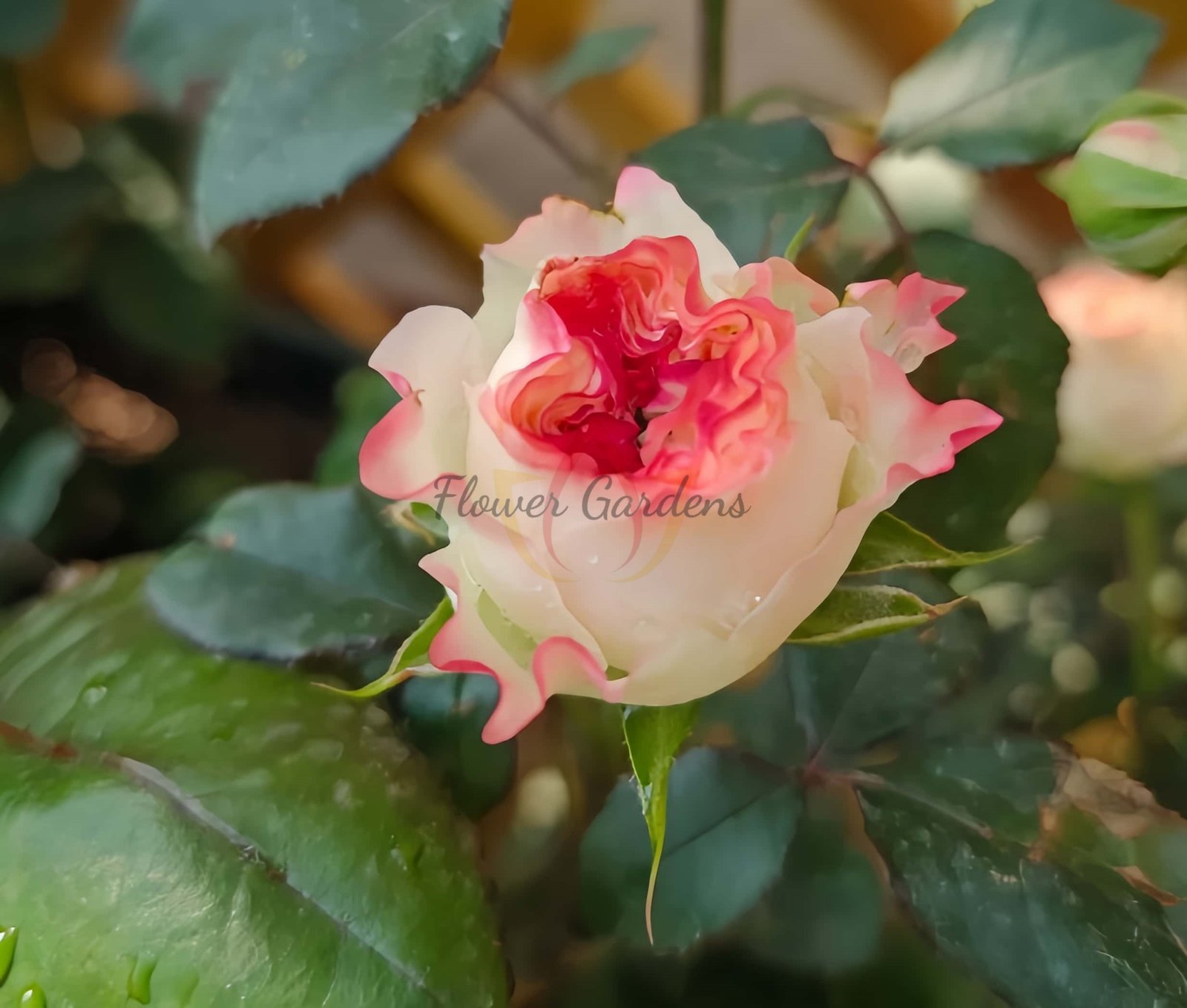 FAlr Flow Rose丨Flower Gardens