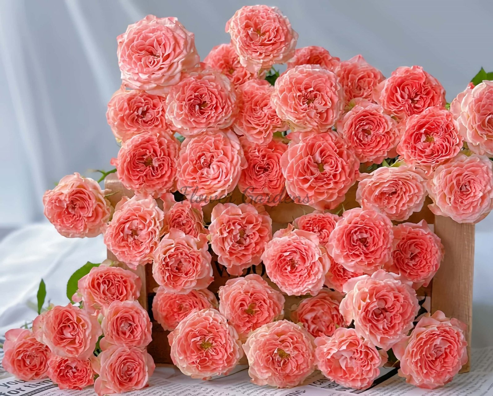 FAlr Flow Rose plant丨Flower Gardens