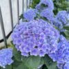 Fairy Kiss Hydrangea Plant丨Flower Gardens