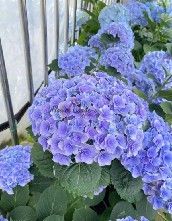 Fairy Kiss Hydrangea Plant丨Flower Gardens