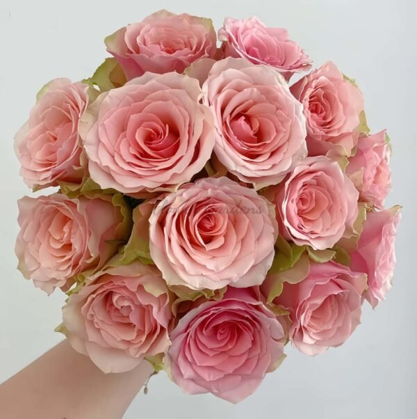 Fascination Rose丨Flower Gardens