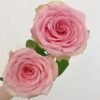 Fascination Rose plant丨Flower Gardens