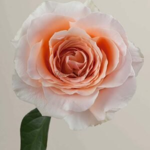 Felicity Rose for sale丨Flower Gardens