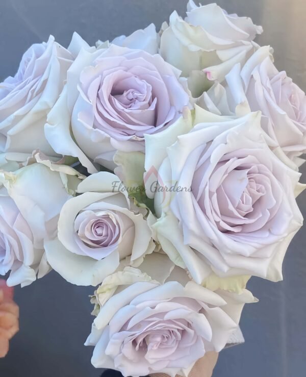 Fifth Avenue Rose丨Flower Gardens