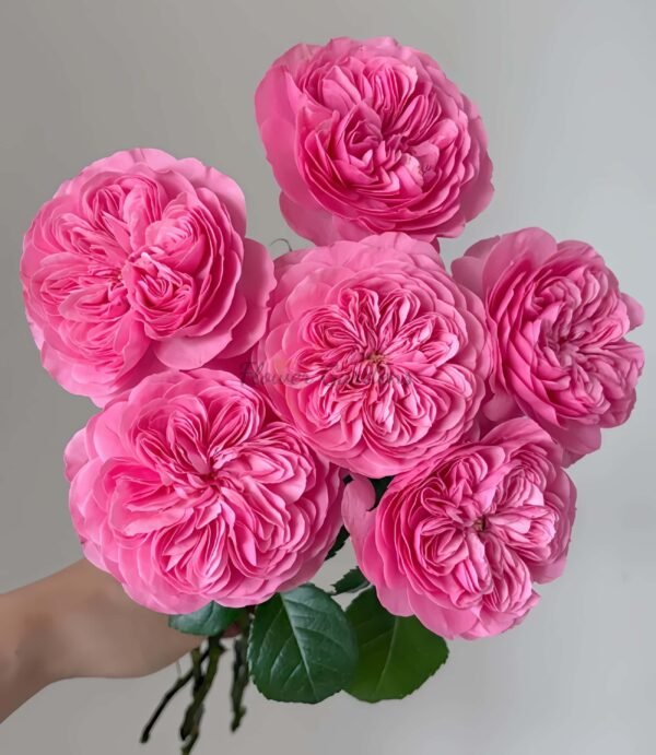 Filer Rose for sale丨Flower Gardens