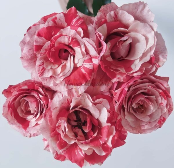 Fireworks Abundance Rose plant丨Flower Gardens