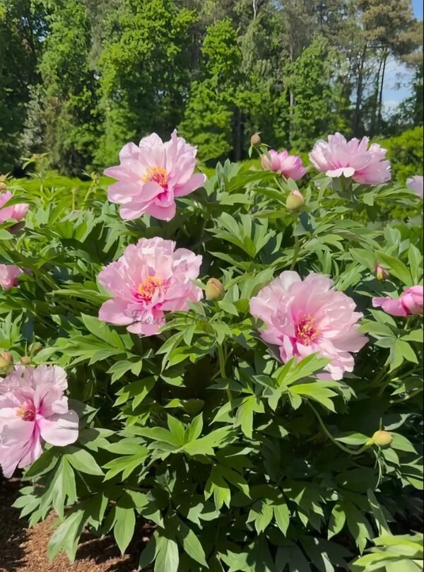 First Arrival Peony Plant丨Flower Gardens