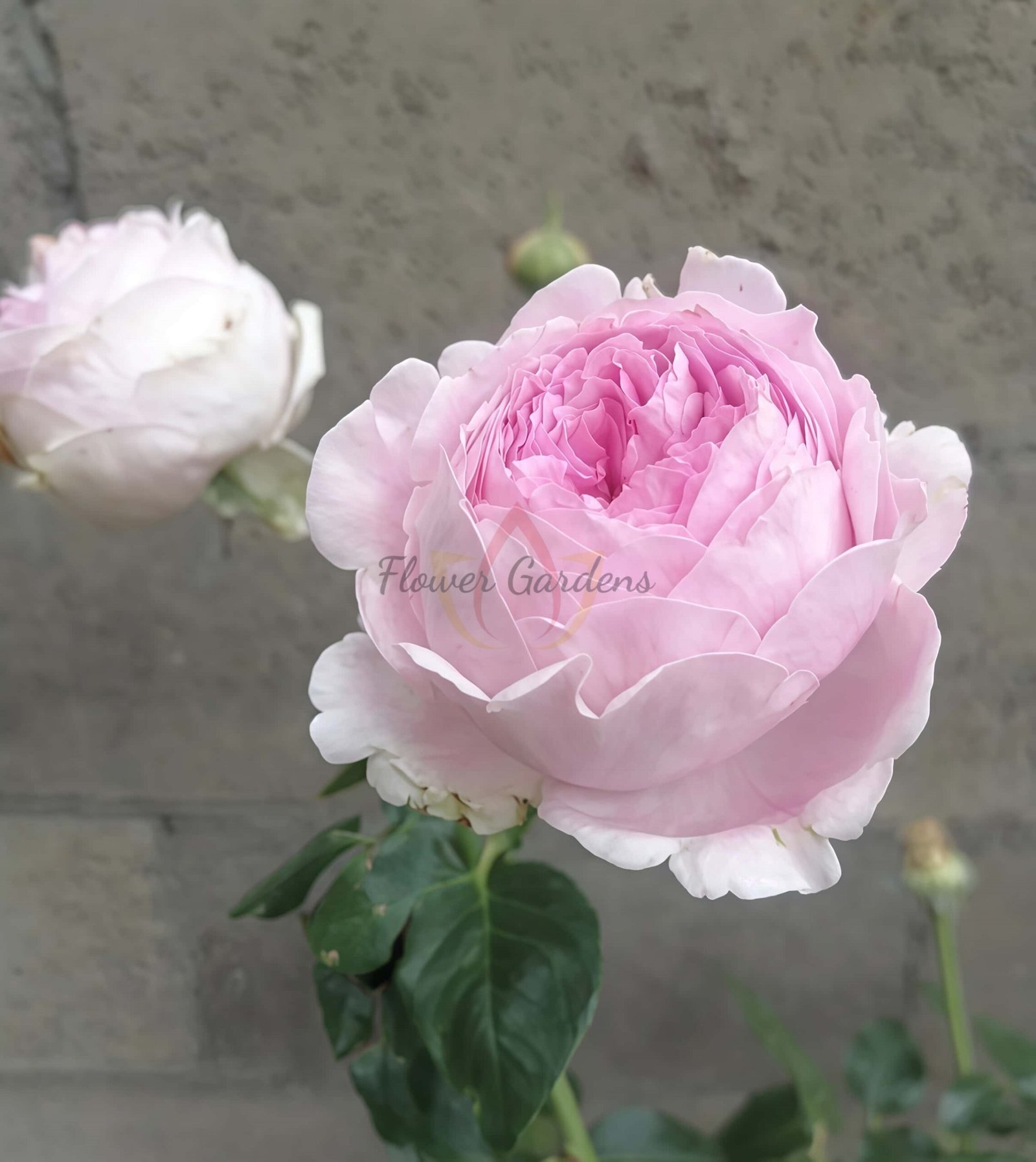 Flamme Flambe Rose丨Flower Gardens