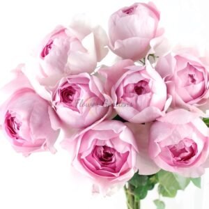 Flamme Flambe Rose for sale丨Flower Gardens